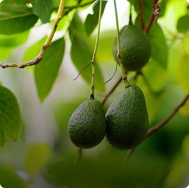 Bioestimulantes para el fruto